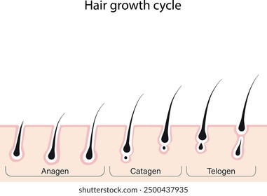 Hair growth cycle. Lash growth phases. Human hair growth periods. 