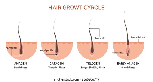 Hair Growth Cycle Medical Educational Poster Stock Vector Royalty Free 2166206749 Shutterstock 