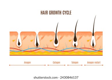 Hair growth cycle phases vector cross section infographics. Anagen, active growth, catagen transitional, telogen resting. Visual representation of hair follicles undergo continuous regeneration stages