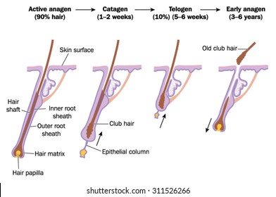 Hair growth cycle, showing active anagen phase, catagen, telogen and early anagen phases