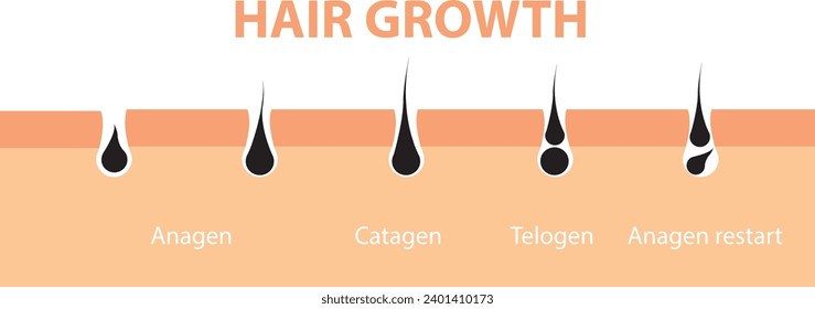 Piel del ciclo de crecimiento del pelo. Fase anágeno de anatomía folicular, ilustración del diagrama de crecimiento del cabello.