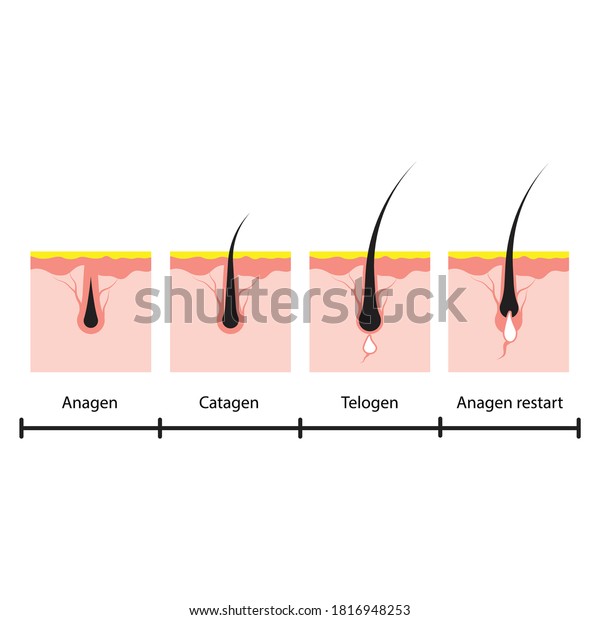 Hair Growth Cycle Skin Isolated On Stock Vector (Royalty Free ...