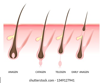 Hair growth phase, anagen, catagen, telogen, early anagen, vector illustration