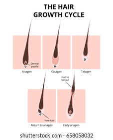 Hair growth phase, anatomy diagram of human hair