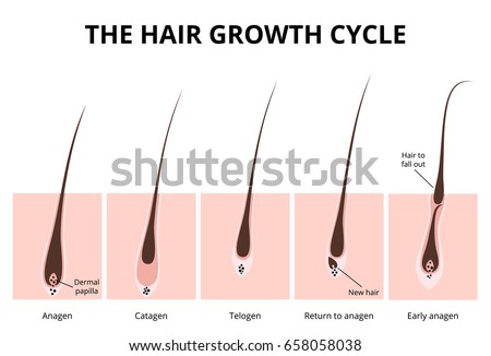 Hair growth 