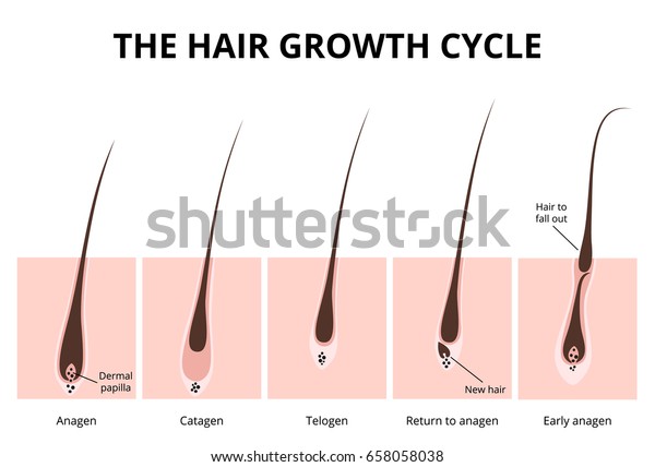 Hair growth\
phase, anatomy diagram of human\
hair