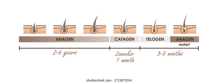 Hair growth phases. Normal hair cycle. Vector illustration for your design