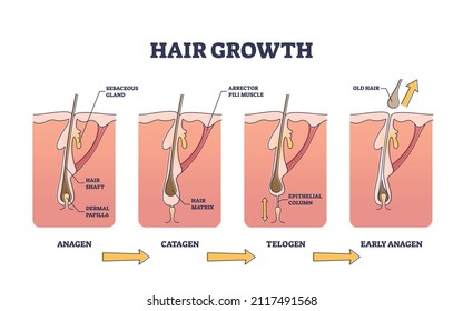 Hair growth process stages with anatomical phases structure outline diagram. Labeled educational early anagen, catagen or telogen cycle description vector illustration. Medical scalp surface side view