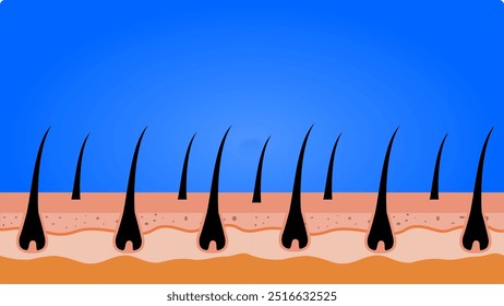 Crescimento do cabelo e ilustração do couro cabeludo