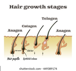 5,131 Stages human growth Images, Stock Photos & Vectors | Shutterstock