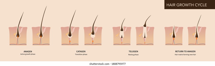 Hair Loss And Growth Cycle Illustration