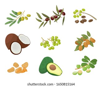 Hair oils, plants and nuts, oily seeds, icons vector. Skin care and hairs health, organic cosmetics, castor and macadamia. Olive and coconut, avocado and grapeseed, almond and amla illustration