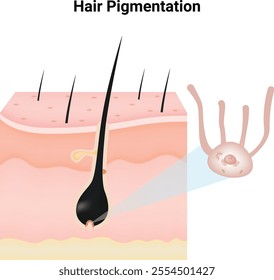 Hair Pigmentation Science Design Vector Illustration Diagram