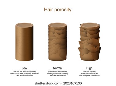 Hair Porosity. Low - Difficulty Obtaining Moisture. Normal - Allowing Moisture To Be Easily Absorbed And Retained. High - Hair To Easily Lose The Moisture