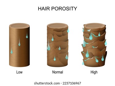 porosidad del cabello. Parte del pelo con gotas de agua. Baja porosidad - dificultad para obtener humedad. Normal - permitiendo que la humedad se absorba y retenga fácilmente. Alto - pelo para perder fácilmente la humedad