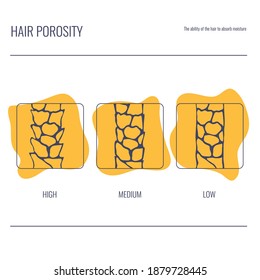 Conjunto de clasificación de tipos de porosidad del pelo. Strand con baja, normal y alta porosidad de cutícula. Esquema lineal de estructura anatómica. Ilustración del vector de contorno. 