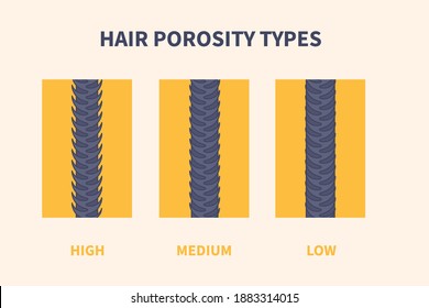 Hair porosity types classification set. Strand with low, normal and high cuticle porosity. Anatomical structure scheme vector illustration. 