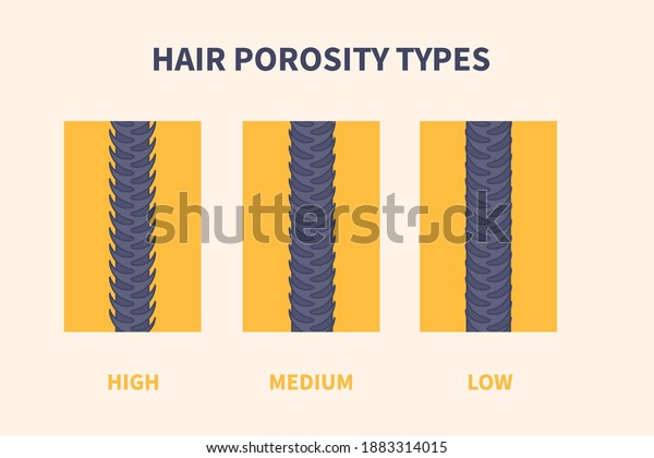 Hair porosity types classification set. Strand with low,\
normal and high cuticle porosity. Anatomical structure scheme\
vector illustration. 