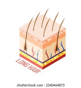 Hair removal isometric composition with 3d diagram of human skin with layers veins and hair roots vector illustration