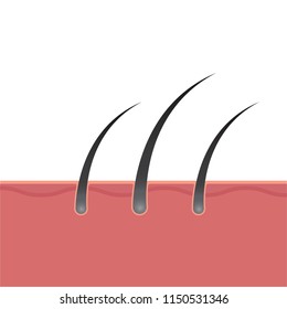 hair root vector drawing