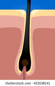 hair root vector graphic