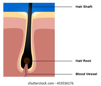 hair root vector graphic , with text version
