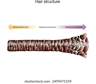 Cabello en sección en diferentes ambientes. Ilustración para el curso de extensión de pestañas. 