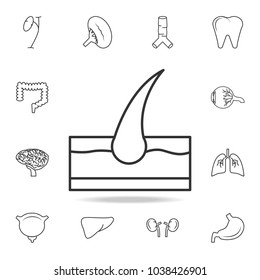 Hair in skin icon. Detailed set of human body part icons. Premium quality graphic design. One of the collection icons for websites, web design, mobile app on white background
