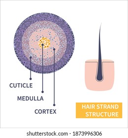 Hair strand cross-section under the microscope. Follicle anatomical structure closeup. Removal, treatment and transplantation concept. Medical educational symbol. Body anatomy vector illustration.