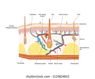 Hair structure anatomy