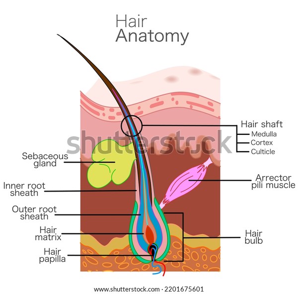 Hair Structure Anatomy Skin Part Diagram Stock Vector (Royalty Free ...