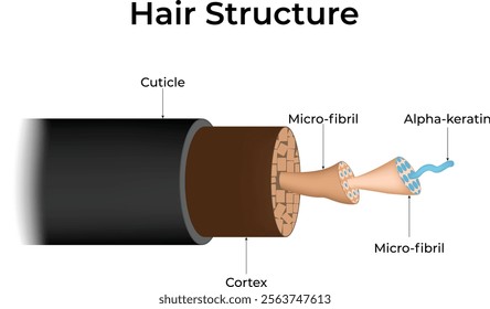 Hair Structure Cuticle Micro-fibril Alpha-Keratir Cortex Design Vector Illustration