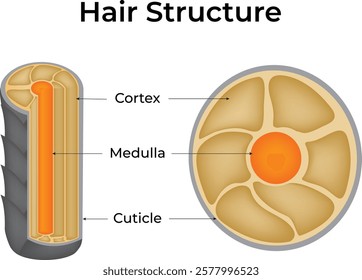 Hair Structure Diagram Design Vector Illustration