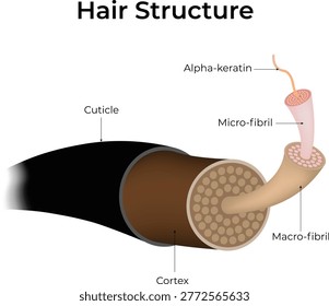 Hair Structure Diagram Design Vector