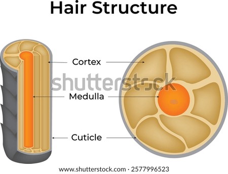 Hair Structure Diagram Design Vector Illustration