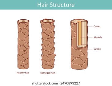 Capa de la estructura del pelo. ilustración en estilo de dibujos animados, dibujado a mano