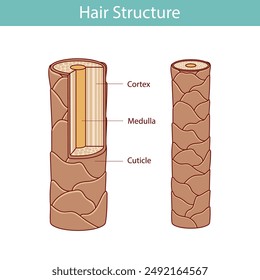 Hair structure layer. illustration in cartoon style, hand drawn