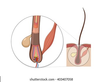 Hair structure medical educational science vector illustration. Hair anatomy