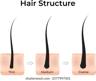 Hair Structure Thin Medium Coarse Design Vector Illustration