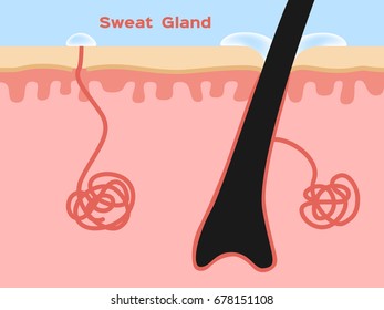 Hair , Sweat And Sebaceous Gland Vector