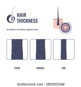 Hair thickness types classification set. Fine, normal, thick strand width. Anatomical structure linear scheme. Outline vector illustration. 