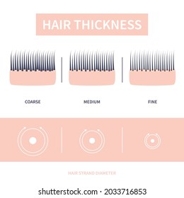 Hair thickness types classification set. Skin cross-section with fine, medium, coarse strands. Anatomical structure linear scheme. Outline vector illustration.