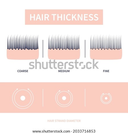 Hair thickness types classification set. Skin cross-section with fine, medium, coarse strands. Anatomical structure linear scheme. Outline vector illustration.