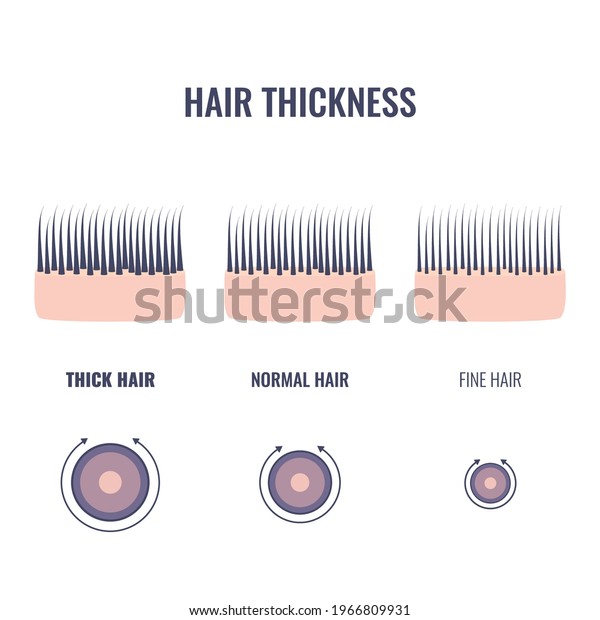Hair thickness types classification\
set. Skin cross-section with fine, normal, thick strands.\
Anatomical structure linear scheme. Outline vector\
illustration.