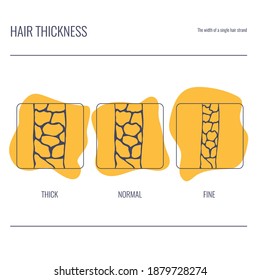Hair thickness types set. Fine, normal, thick follicle classification. Single strand width. Anatomical structure linear scheme. Outline vector illustration. 