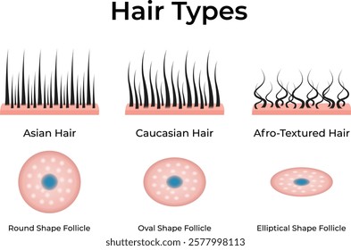 Hair Types and Follicle Shapes Design Vector Illustration