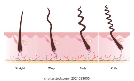 Tipos de cabelo com folículos ilustração vetorial isolado no fundo branco. Seção transversal de cabelos lisos, ondulados, encaracolados, tortuosos e frios com camada de couro cabeludo. Tipos de conjunto de cabelo. Conceito de anatomia do cabelo.