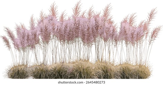 Hairawn muhly Muhlenbergia capillaris isolado recorte conjunto ilustração vetor, grama nativa, rosa muhly grama, paisagem de pradaria, jardinagem sustentável, folhagem ornamental.