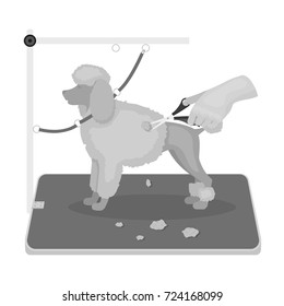 Haircut pet in a stylish salon. Pet,dog care single icon in monochromt style vector symbol stock illustration web.