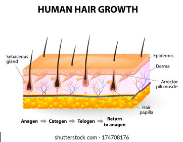 Hair-follicle cycling. anagen is the growth phase; catagen is the regressing phase; and telogen, the resting or quiescent phase. Vector diagram